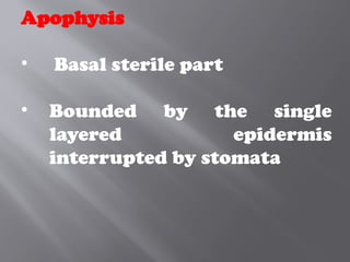 Apophysis
• Basal sterile part
• Bounded by the single
layered epidermis
interrupted by stomata
 