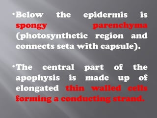 •Below the epidermis is
spongy parenchyma
(photosynthetic region and
connects seta with capsule).
•The central part of the
apophysis is made up of
elongated thin walled cells
forming a conducting strand.
 