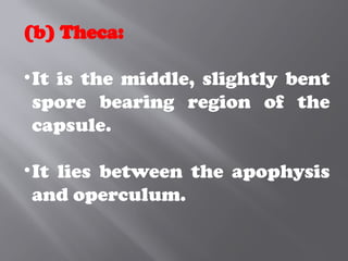 (b) Theca:
•It is the middle, slightly bent
spore bearing region of the
capsule.
•It lies between the apophysis
and operculum.
 