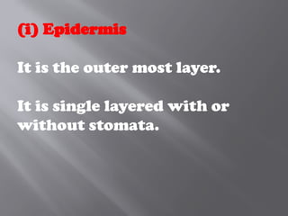 (i) Epidermis
It is the outer most layer.
It is single layered with or
without stomata.
 
