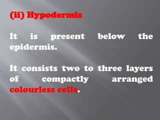 (ii) Hypodermis
It is present below the
epidermis.
It consists two to three layers
of compactly arranged
colourless cells.
 