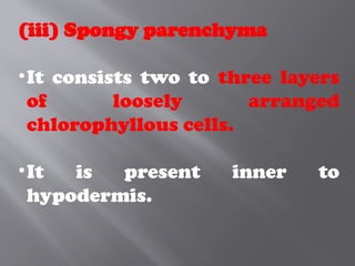 (iii) Spongy parenchyma
•It consists two to three layers
of loosely arranged
chlorophyllous cells.
•It is present inner to
hypodermis.
 