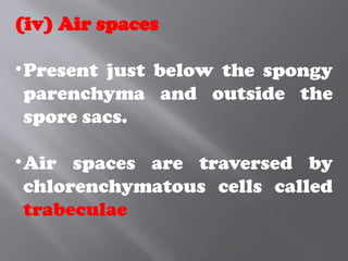 (iv) Air spaces
•Present just below the spongy
parenchyma and outside the
spore sacs.
•Air spaces are traversed by
chlorenchymatous cells called
trabeculae
 