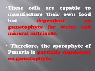 •These cells are capable to
manufacture their own food
but dependent on
gametophyte for water and
mineral nutrients.
• Therefore, the sporophyte of
Funaria is partially dependent
on gametophyte.
 
