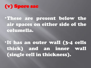 (v) Spore sac
•These are present below the
air spaces on either side of the
columella.
•It has an outer wall (3-4 cells
thick) and an inner wall
(single cell in thickness).
 