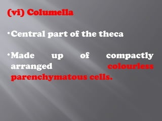 (vi) Columella
•Central part of the theca
•Made up of compactly
arranged colourless
parenchymatous cells.
 