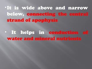 •It is wide above and narrow
below, connecting the central
strand of apophysis
• It helps in conduction of
water and mineral nutrients
 