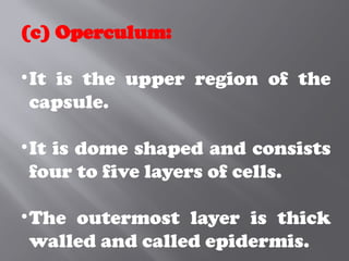 (c) Operculum:
•It is the upper region of the
capsule.
•It is dome shaped and consists
four to five layers of cells.
•The outermost layer is thick
walled and called epidermis.
 
