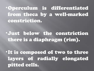 •Operculum is differentiated
from theca by a well-marked
constriction.
•Just below the constriction
there is a diaphragm (rim).
•It is composed of two to three
layers of radially elongated
pitted cells.
 