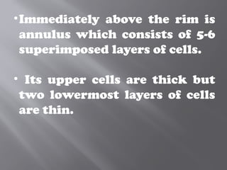 •Immediately above the rim is
annulus which consists of 5-6
superimposed layers of cells.
• Its upper cells are thick but
two lowermost layers of cells
are thin.
 