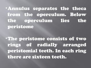 •Annulus separates the theca
from the operculum. Below
the operculum lies the
peristome
•The peristome consists of two
rings of radially arranged
peristomial teeth. In each ring
there are sixteen teeth.
 