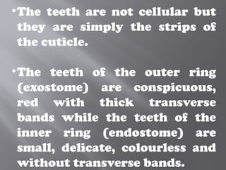 •The teeth are not cellular but
they are simply the strips of
the cuticle.
•The teeth of the outer ring
(exostome) are conspicuous,
red with thick transverse
bands while the teeth of the
inner ring (endostome) are
small, delicate, colourless and
without transverse bands.
 