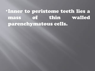 •Inner to peristome teeth lies a
mass of thin walled
parenchymatous cells.
 