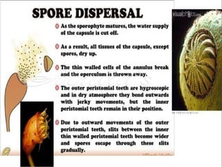 Funaria is a
stegocarpous
moss (dehisce
along a pre-
determined
line)
 