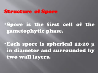 Structure of Spore
•Spore is the first cell of the
gametophytic phase.
•Each spore is spherical 12-20 µ
in diameter and surrounded by
two wall layers.
 