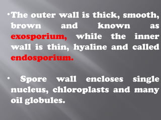 •The outer wall is thick, smooth,
brown and known as
exosporium, while the inner
wall is thin, hyaline and called
endosporium.
• Spore wall encloses single
nucleus, chloroplasts and many
oil globules.
 