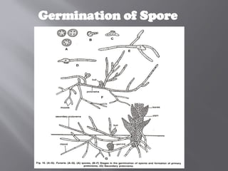 Germination of Spore
 