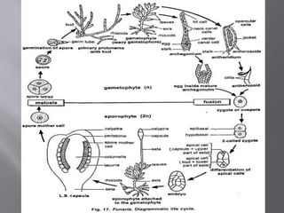 bryophytes.pptxforbotany [Autosaved].pptx