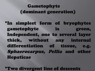 Gametophyte
(dominant generation)
In simplest form of bryophytes
gametophyte is green,
Independent, one to several layer
thick, without any internal
differentiation of tissue, e.g.
Sphaerocarpus, Pellia and other
Hepaticae
Two divergent line of descents
 