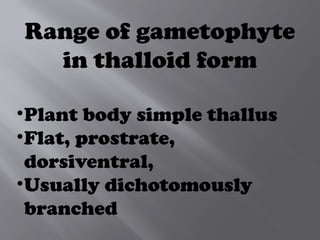 Range of gametophyte
in thalloid form
•Plant body simple thallus
•Flat, prostrate,
dorsiventral,
•Usually dichotomously
branched
 