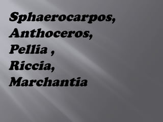 Sphaerocarpos,
Anthoceros,
Pellia ,
Riccia,
Marchantia
 