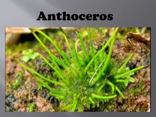 Anthoceros
 