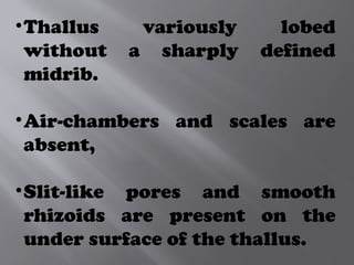 •Thallus variously lobed
without a sharply defined
midrib.
•Air-chambers and scales are
absent,
•Slit-like pores and smooth
rhizoids are present on the
under surface of the thallus.
 