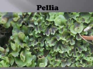 Pellia
 