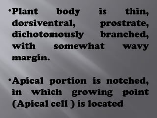•Plant body is thin,
dorsiventral, prostrate,
dichotomously branched,
with somewhat wavy
margin.
•Apical portion is notched,
in which growing point
(Apical cell ) is located
 