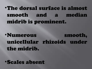 •The dorsal surface is almost
smooth and a median
midrib is prominent.
•Numerous smooth,
unicellular rhizoids under
the midrib.
•Scales absent
 