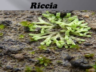Riccia
 