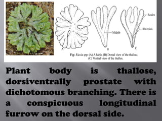 Plant body is thallose,
dorsiventrally prostate with
dichotomous branching. There is
a conspicuous longitudinal
furrow on the dorsal side.
 