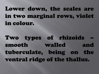 Lower down, the scales are
in two marginal rows, violet
in colour.
Two types of rhizoids –
smooth walled and
tuberculate, being on the
ventral ridge of the thallus.
 