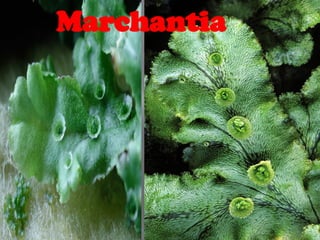 Marchantia
 