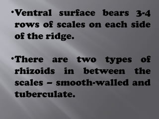 •Ventral surface bears 3-4
rows of scales on each side
of the ridge.
•There are two types of
rhizoids in between the
scales – smooth-walled and
tuberculate.
 