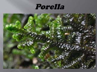 Porella
 