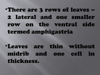 •There are 3 rows of leaves –
2 lateral and one smaller
row on the ventral side
termed amphigastria
•Leaves are thin without
midrib and one cell in
thickness.
 