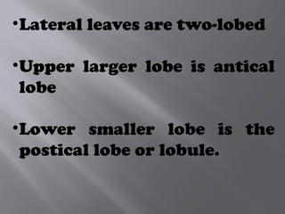•Lateral leaves are two-lobed
•Upper larger lobe is antical
lobe
•Lower smaller lobe is the
postical lobe or lobule.
 