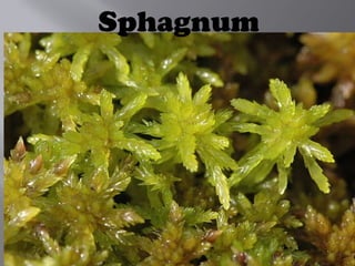 Sphagnum
 
