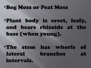 •Bog Moss or Peat Moss
•Plant body is erect, leafy,
and bears rhizoids at the
base (when young).
•The stem has whorls of
lateral branches at
intervals.
 