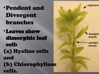 •Pendent and
Divergent
branches
•Leaves show
dimorphic leaf
cell:
(a) Hyaline cells
and
(b) Chlo­
rophyllose
cells.
 