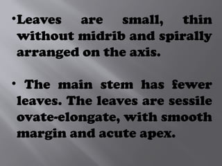 •Leaves are small, thin
without midrib and spirally
arranged on the axis.
• The main stem has fewer
leaves. The leaves are sessile
ovate-elongate, with smooth
margin and acute apex.
 