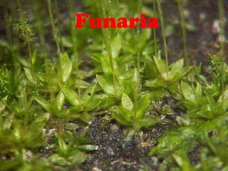Funaria
 
