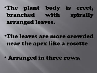 •The plant body is erect,
branched with spirally
arranged leaves.
•The leaves are more crowded
near the apex like a rosette
• Arranged in three rows.
 