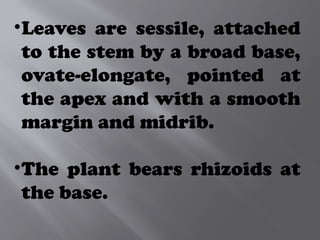 •Leaves are sessile, attached
to the stem by a broad base,
ovate-elongate, pointed at
the apex and with a smooth
margin and midrib.
•The plant bears rhizoids at
the base.
 