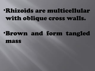 •Rhizoids are multicellular
with oblique cross walls.
•Brown and form tangled
mass
 