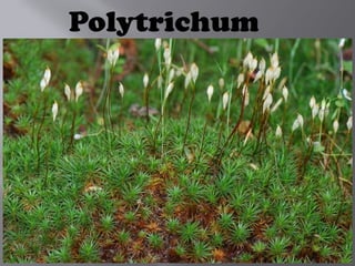 Polytrichum
 