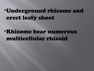 •Underground rhizome and
erect leafy shoot
•Rhizome bear numerous
multicellular rhizoid
 