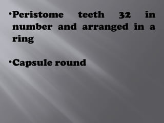 •Peristome teeth 32 in
number and arranged in a
ring
•Capsule round
 
