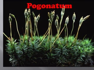 Pogonatum
 